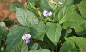 Image result for Vigna subterranea