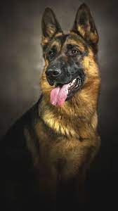 Maybe you would like to learn more about one of these? German Shepherd Iphone Wallpapers Wallpaper Cave