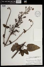 Image result for Jamesbrittenia huillana