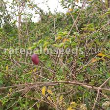 Image result for Tinnea aethiopica