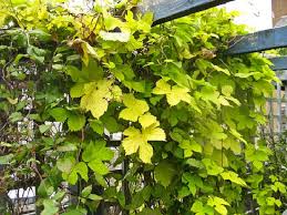 Very hardy for zone 5. 19 Best Pergola Plants Climbing Plants For Pergolas Arbors
