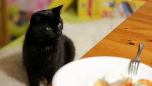 Salmon is a good source of protein and omega 3 oil. Can Cats Have Smoked Salmon Cat Beep