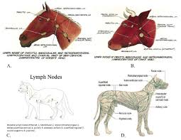 Anatomical Location Of Animal Lymph Node A Horse B
