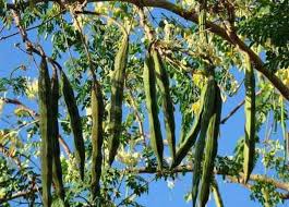 Image result for à¤¸à¤¹à¤à¤¨ (Moringa/Drumstick Tree)