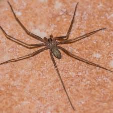 Image result for spinne biss haut reaktion