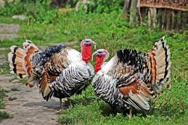 Raising Backyard Turkeys For Meat Backyard Poultry