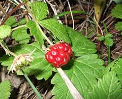 Image result for Rubus runssorensis