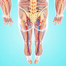 From wikimedia commons, the free media repository. Male Pelvic Anatomy Wall Art Fine Art America