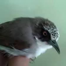 Nah, untuk memudahkan dalam melakukan pemasteran. Unduh 67 Gambar Burung Opior Jawa Jantan Terbaru Gratis