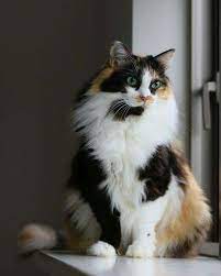 You should get a mixture of all these personality traits. 130 Long Hair Calico Cats Ideas Cats Beautiful Cats Pretty Cats