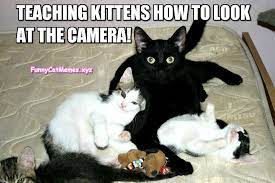 Funny grumpy cat memes clean becomeawag com. Woman Yelling At Cat Meme Cat Quotes Funny Funny Animal Jokes Cat Birthday Memes