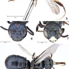 Download and buy this stock image: Ceratina Euceratina Cyanea 5 Female General Habitus In Dorsal View Download Scientific Diagram