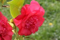 While grafted plants cost more to produce they generally grow off as very healthy, vigorous and reliable hardy specimens that are more adaptable to a greater variety of garden conditions. Ysjd0cpz82evcm