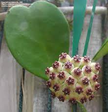 My Sweetheart Hoya Bloomed It Is The Most Stunning Little Bloom Hoya Plants Planting Succulents Succulent Gardening