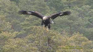 Jag hämtade ugglan i dvärsätt och släppte ut. Kungsorn Havsorn Eagles Klipp 1860 Youtube