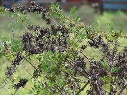 Image result for Indigofera setiflora