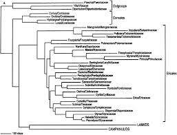 Image result for Sladeniaceae
