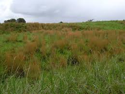 Image result for Andropogon gayanus