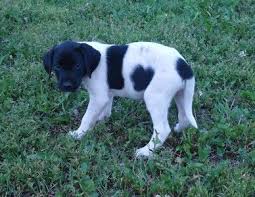 Black And White Lab German Shorthair Cross With A Labrador Hunting Dog South Dakota Lab Dogs Dogs Cute Animals
