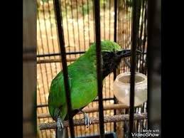 Cucak jenggot gacor cucak ijo tembakan kasar tembakan cucak ijo pancingan cucak ijo biar emosi pancingan cak ijo bongkar isian cucak ijo ngentrok. Cucak Ijo Mabuk Isian Rilisan Om Kicau Hasil Multivitamin Produk Om Kicau Youtube