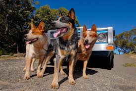 The australian cattle dog (acd), or simply cattle dog, is a breed of herding dog originally developed in australia for droving cattle over long distances across rough terrain. Pastor Ganadero Australiano Un Perro Inteligente Energico Y Valiente Hogarmania