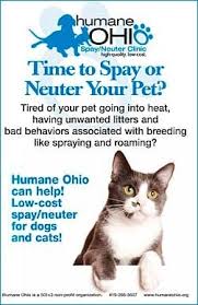 In order to alter a female cat, the surgery is usually done on the side of underneath. Spay Neuter Faq Humane Ohio Spay Neuter Clinic