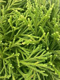 Image result for Cryptomeria japonica