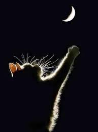 Rainbow Bridge Remembrance Day 5 Ways To Memorialize Your Cat Cattime Cats Beautiful Cats Cute Cats