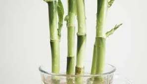 Limp christmas cactus what causes wilted or limp christmas cactus. Rigdtyx Ogsnqm