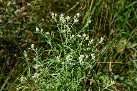 Image result for Cynanchum obtusifolium