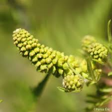D'ambroisie/m3 d'air respiré/jour permettent de ressentir les premiers symptômes de l'allergie. L Ambroisie A Feuilles D Armoise Ambrosia Artemisiifolia Quelle Est Cette Fleur Com