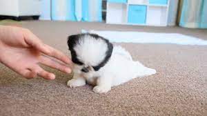 Teacup puppies are the informal name for enormously little dogs; Cute Teacup Puppy Shih Tzu Youtube