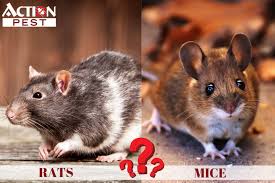 Mice live in nests, which are often built inside houses, especially during the winter. Fdnhzqkd 8moqm