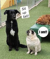 Ugh Funwithdogs Verticallychallenged Gottalovedogs Doggiedaycare Dogfriends Dog Daycare Dog Friends Funny Meme Quotes