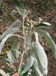 Image result for Vernonia galamensis