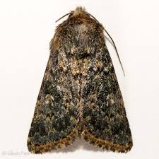 Image result for Telechrysis tripuncta