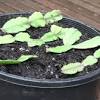 It was bred from two unique parent plants that both grow in the south american rainforests, specifically in brazil. Https Encrypted Tbn0 Gstatic Com Images Q Tbn And9gcq Awf47tr1prwjogaiyetowdlvjgbhgvpeagnx1lfdrnyv7ixs Usqp Cau