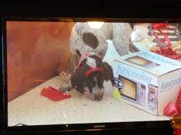 Sellers in early january flooded pet websites with adverts for dogs aged between six and 12 months. Spotted In Puppies Crash Christmas On Hulu 30rock