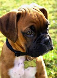 Do You Want To Have A Dog That Can Fetch Stay Roll Over Plus Many Other Tricks If Having A Well Trained Dog Boxer Dogs Boxer Puppies Family Friendly Dogs