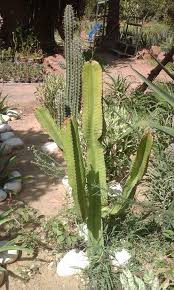 Image result for Euphorbia zambesiana