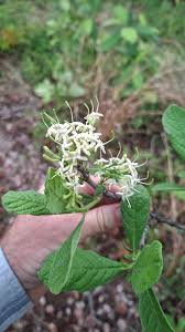 Image result for Eriosema pauciflorum