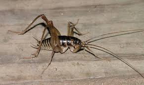 Though their name suggests, they are not true spiders. The Infinite Spider A Science And Nature Blog For Naturalists And Educators Cricket Insect Cricket Nocturnal Animals