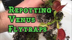 Marina posted a snippet of the song on her instagram account on march… 'venus fly trap' is a celebration of self ownership, confidence + joy that comes from truly being free. Venus Flytrap Care How To Repot A Venus Flytrap Youtube