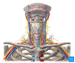 (e.g., carotid arteries and jugular veins for anatomy of the knee, knee bones, knee muscles knee arteries knee veins and nerves looking into. Nerves And Arteries Of Head And Neck Anatomy Branches Kenhub