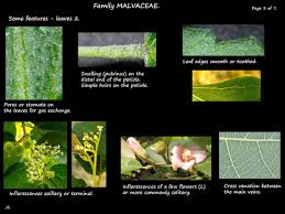 Image result for Malvaceae subfamily Grewioideae