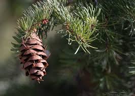 The fir tree held many cones on the ends of its branches which. Douglas Firs Bird Food Grown Stored And Served In Handy Cones On The Wing Photography