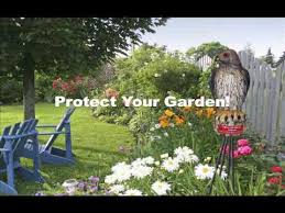 The clear whistled calls of this hawk are conspicuous, especially in spring; Hawk Decoy Youtube