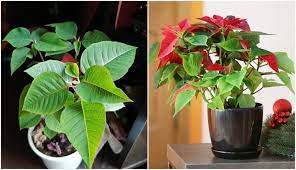How To Keep A Poinsettia Alive For Years & Turn It Red Again