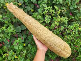 Image result for Luffa