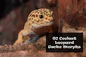 60 coolest types of leopard gecko morphs and colors you can own